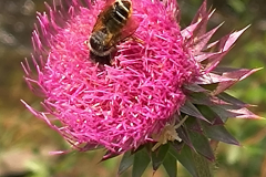 A busy bee working on a thistle flower A busy bee working on a thistle flower