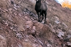 A big horn sheep ram in the Black Hills A big horn sheep ram in the Black Hills