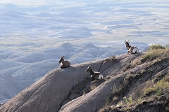 Big horn sheep taking it easy in the Badlands Big horn sheep taking it easy in the Badlands