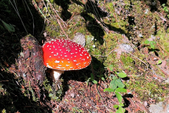 Fly Agaric mushroom in the Black Hills Fly Agaric mushroom in the Black Hills