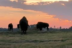 A buffalo sunrise near the Wind Cave National Park A buffalo sunrise near the Wind Cave National Park