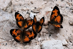 A few of the thousands of butterflies flying that day A few of the thousands of butterflies flying that day
