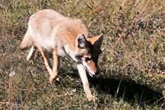 A coyote walks right by in the Black Hills National Forest A coyote walks right by in the Black Hills National Forest