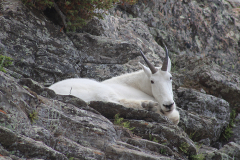 A billy goat just hanging out on the rocks above the workshop A billy goat just hanging out on the rocks above the workshop