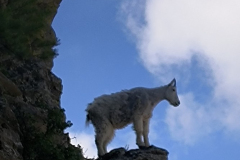 A young mountain goat checking out the view above the shop A young mountain goat checking out the view above the shop