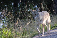 Coyote trotting down the road in the early morning
