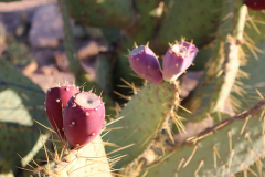 Prickly Pear in Zion National Park