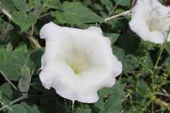 Sacred Datura flower in Zion National Park